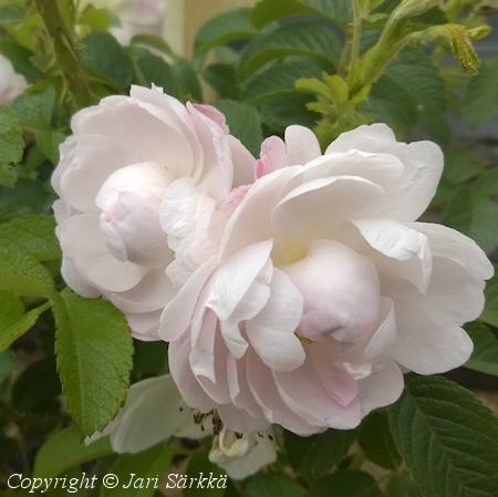 Rosa Rugosa-ryhmä 'Sävel', tarhakurtturuusu